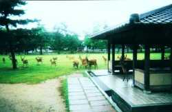 deer in Nara-koen